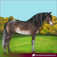 Horse Color:Brown Mushroom Tobiano Snowflake VarnishRabicano 