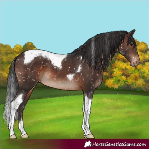 Horse Color:Brown Tobiano Snowflake Varnish