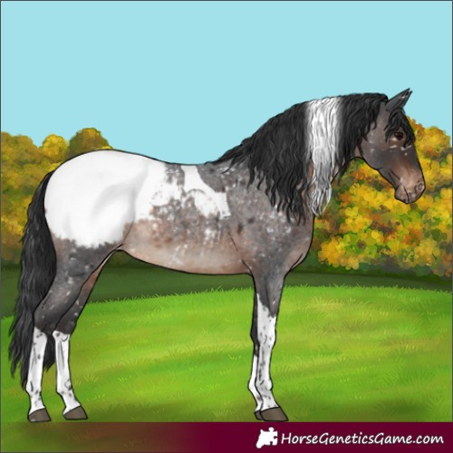 Horse Color:Brown Roan Tobiano Snowcap