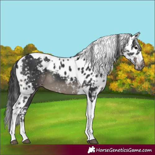 Horse Color:Black Mushroom Tobiano Skewed LP Spotted 