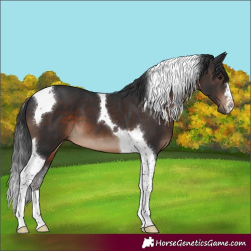 Horse Color:Brown Tobiano 