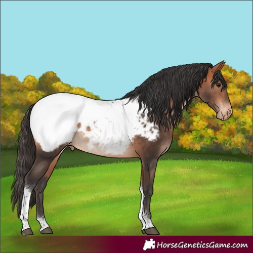 Horse Color:Bay Mushroom Tobiano Near Fewspot
