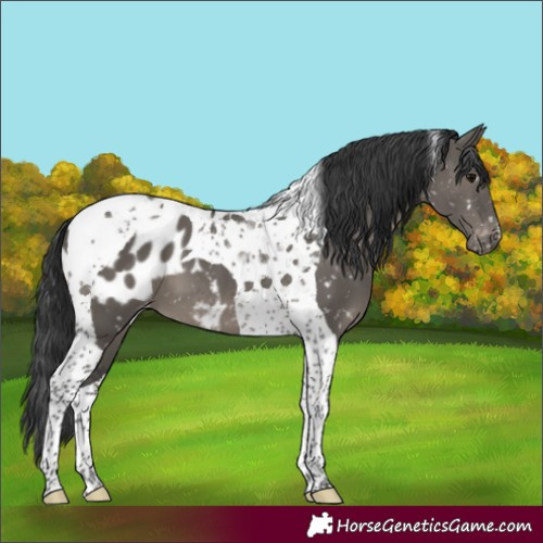 Horse Color:Grullo Tobiano Blanket
