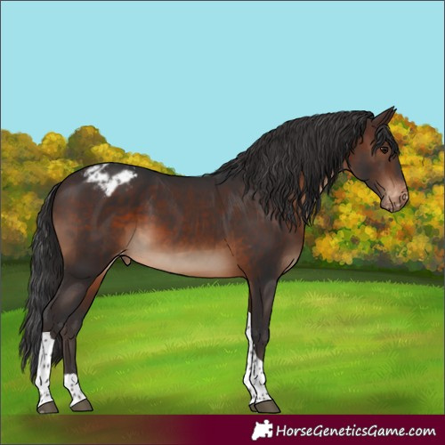 Horse Color:Brown Tobiano Varnish 