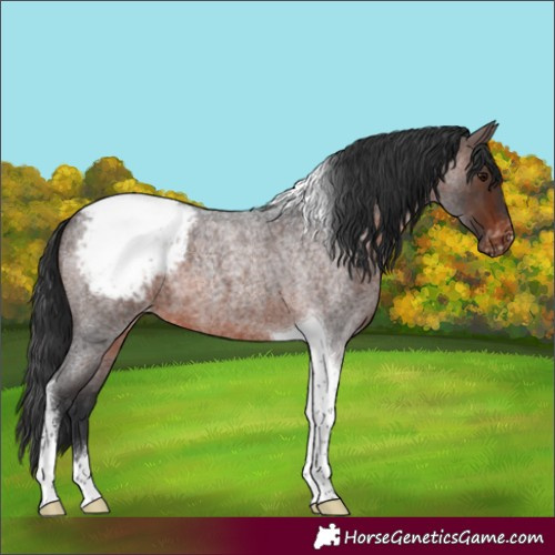 Horse Color:Brown Roan Tobiano Snowcap