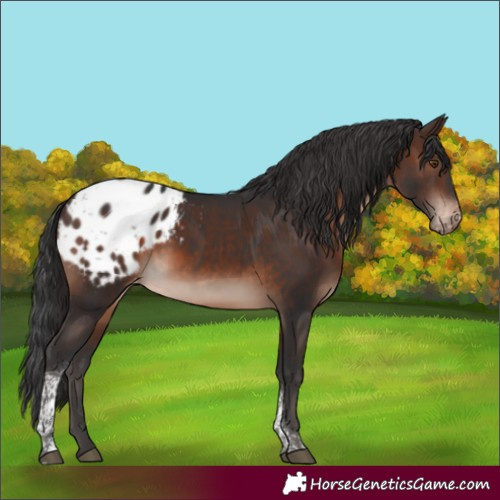 Horse Color:Brown Mushroom Tobiano Blanket
