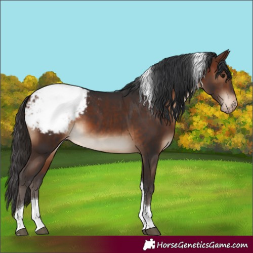 Horse Color:Brown Tobiano Snowcap