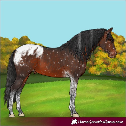 Horse Color:Brown Tobiano Blanket 