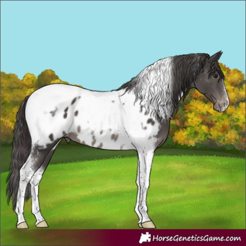 Horse Color:Smoky Black Mushroom Tobiano Near Leopard 