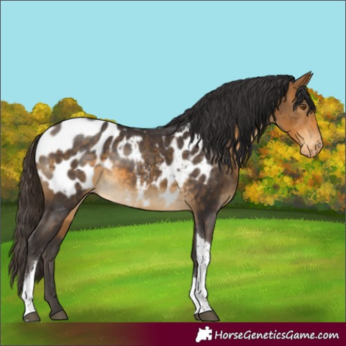 Horse Color:Buckskin Tobiano Blanket Rabicano