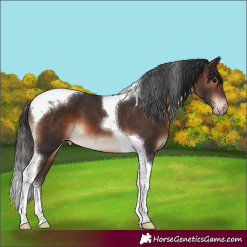 Horse Color:Brown Tobiano Blanket