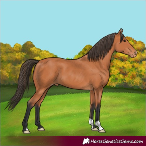 Horse Color:Bay Varnish