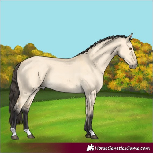 Horse Color:Buckskin Dun 