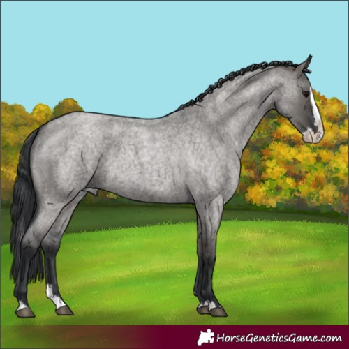 Horse Color:Grullo Roan Splash 