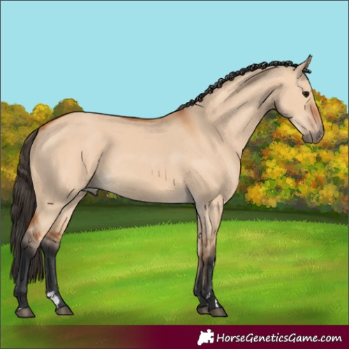 Horse Color:Bay Dun 