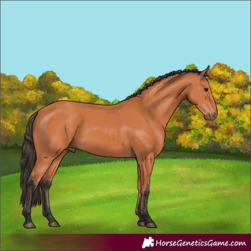 Horse Color:Bay 