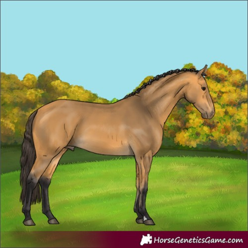 Horse Color:Buckskin 