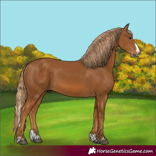 Horse Color:Gray Chestnut Splash 