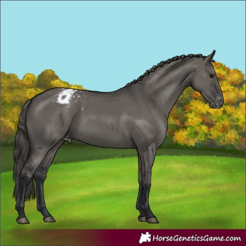 Horse Color:Grullo Varnish 