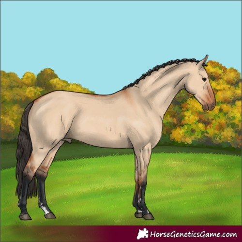 Horse Color:Bay Dun 