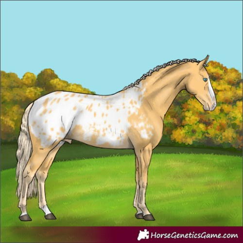 Horse Color:Palomino Splash Blanket 