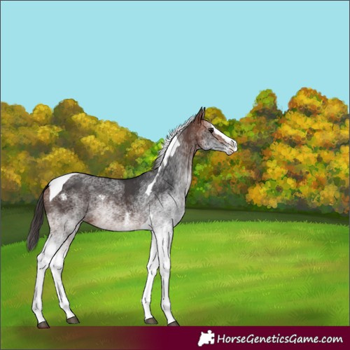 Horse Color:White Spotted Bay Splash Tobiano