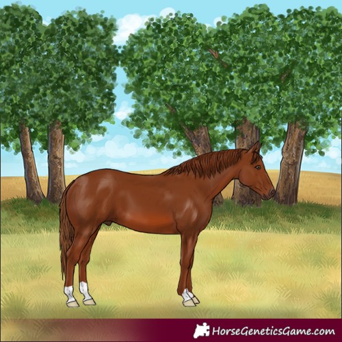 Horse Color:Chestnut 