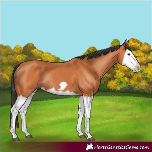 Horse Color:Bay Splash Frame Rabicano 