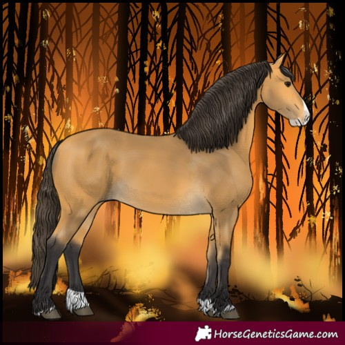 Horse Color:Buckskin Splash 