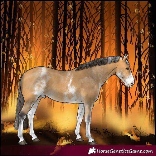 Horse Color:White Spotted Buckskin