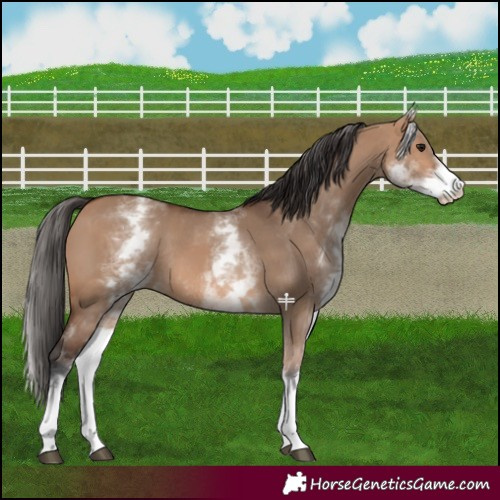 Horse Color:White Spotted Bay Dun Rabicano  and White Spotted Bay Dun Rabicano 