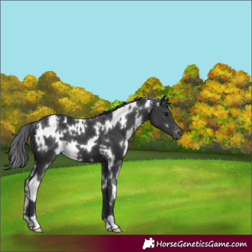 Horse Color:White Spotted Black Appaloosa 
