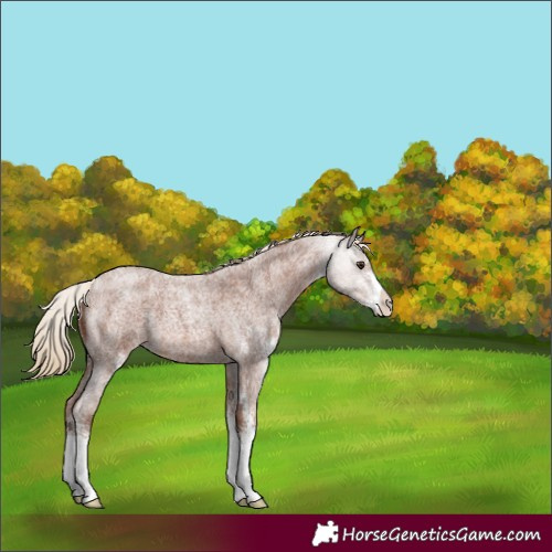 Horse Color:Red Roan Sabino