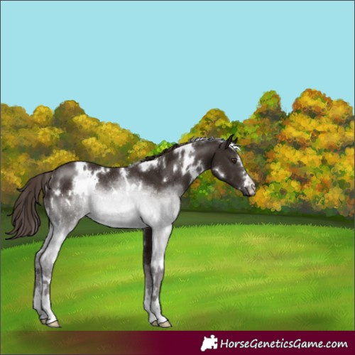 Horse Color:White Spotted Liver Chestnut Rabicano 