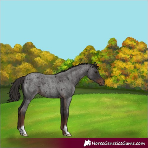 Horse Color:Liver Red Roan