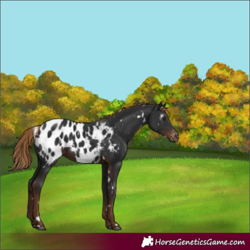 Horse Color:Gray White Spotted Liver Chestnut Appaloosa 