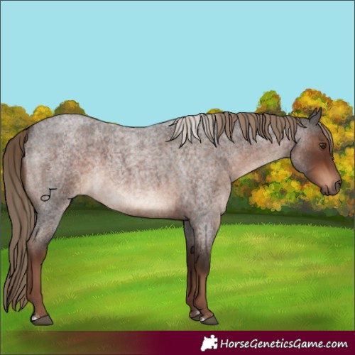 Horse Color:Liver Red Roan Rabicano
