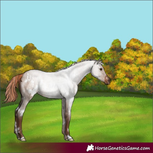 Horse Color:White Spotted Liver Red Dun Roan Rabicano 