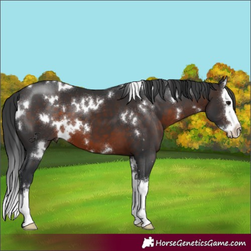 Horse Color:White Spotted Brown Splash