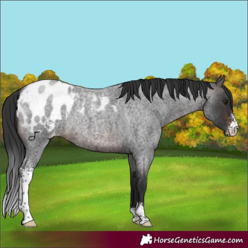 Horse Color:Brown Roan Sabino Blanket Rabicano 