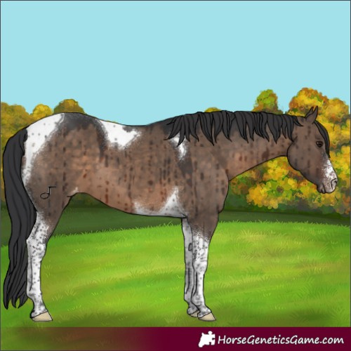 Horse Color:White Spotted Brown Dun Tobiano Varnish Brindle
