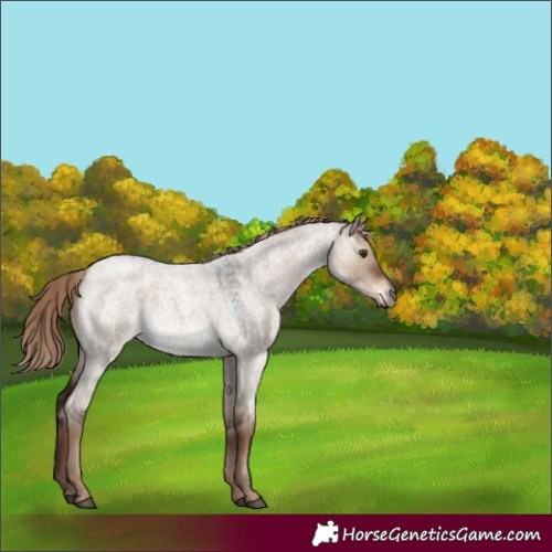 Horse Color:Liver Red Dun Roan 
