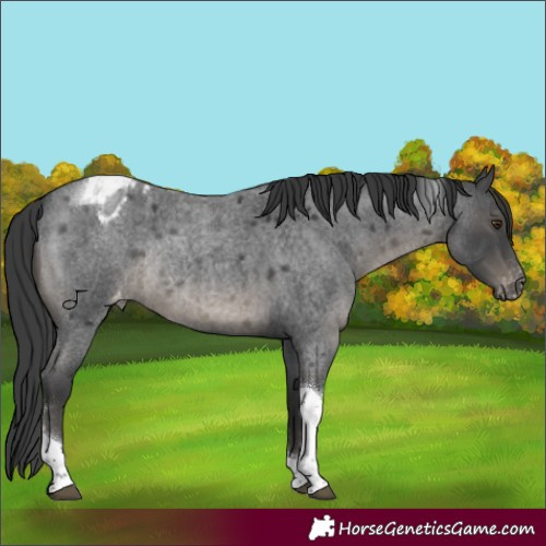 Horse Color:Blue Roan Tobiano Varnish Rabicano