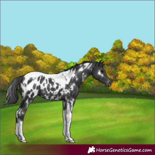 Horse Color:White Spotted Black Tobiano Appaloosa Rabicano 