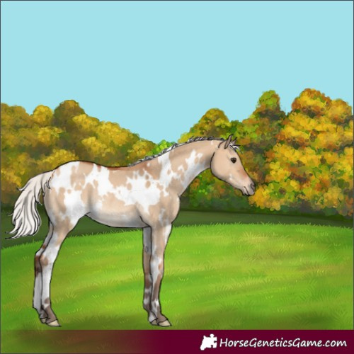 Horse Color:White Spotted Silver Bay Dun Rabicano 