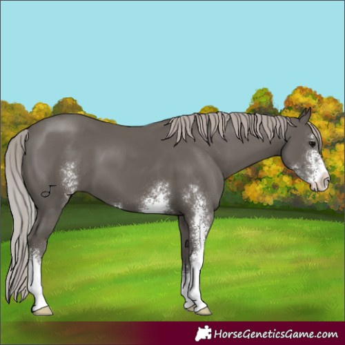 Horse Color:Silver Black Sabino