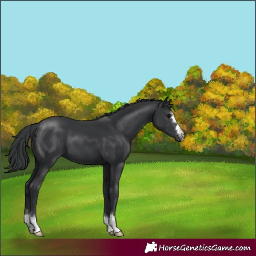 Horse Color:Black 