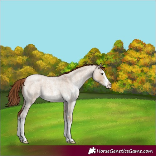 Horse Color:Red Dun Roan Sabino