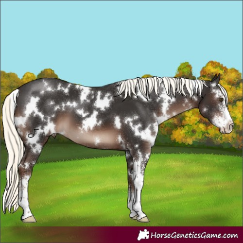 Horse Color:White Spotted Liver Chestnut Mushroom Sabino 