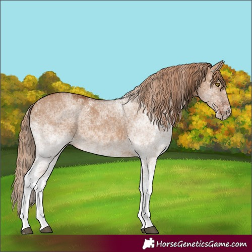 Horse Color:White Spotted Red Dun Rabicano